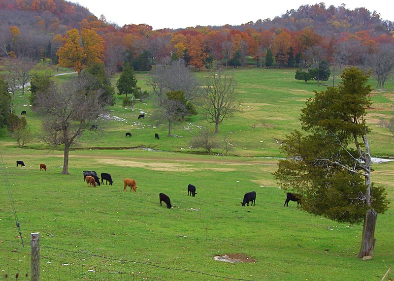 Green fields with cows in Williamson County Tennessee